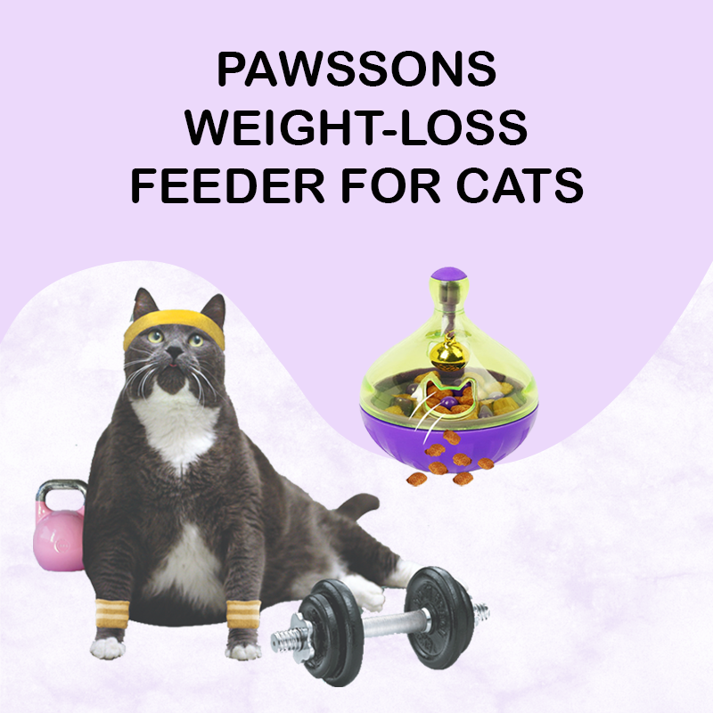 The Best Cat Feeders to Help Your Cat Lose Weight