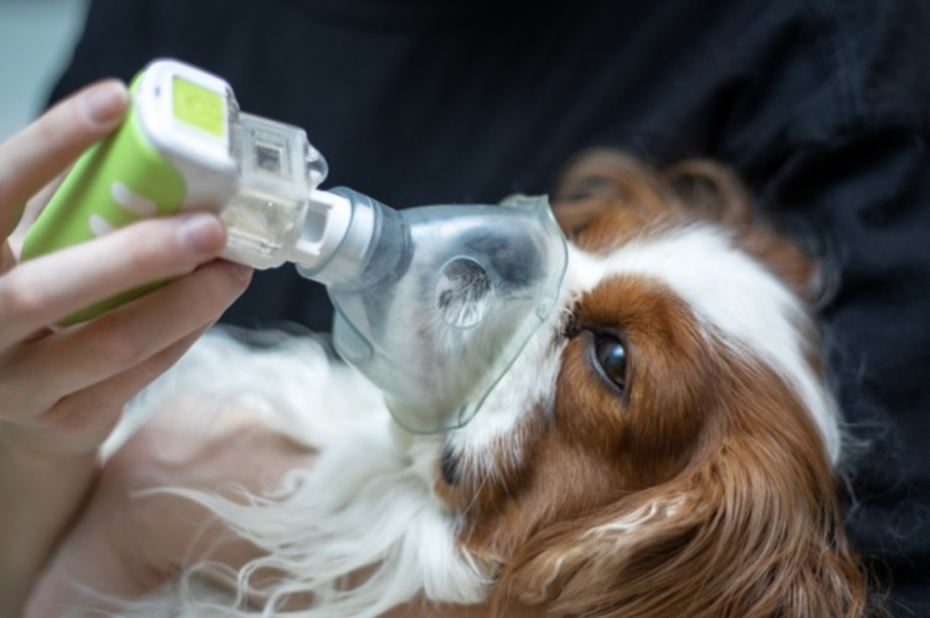 What is the best nebulizer for dogs? - PAWSSONS